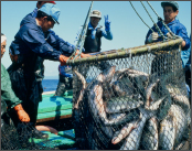 product-design_fisherman 漁師の方々